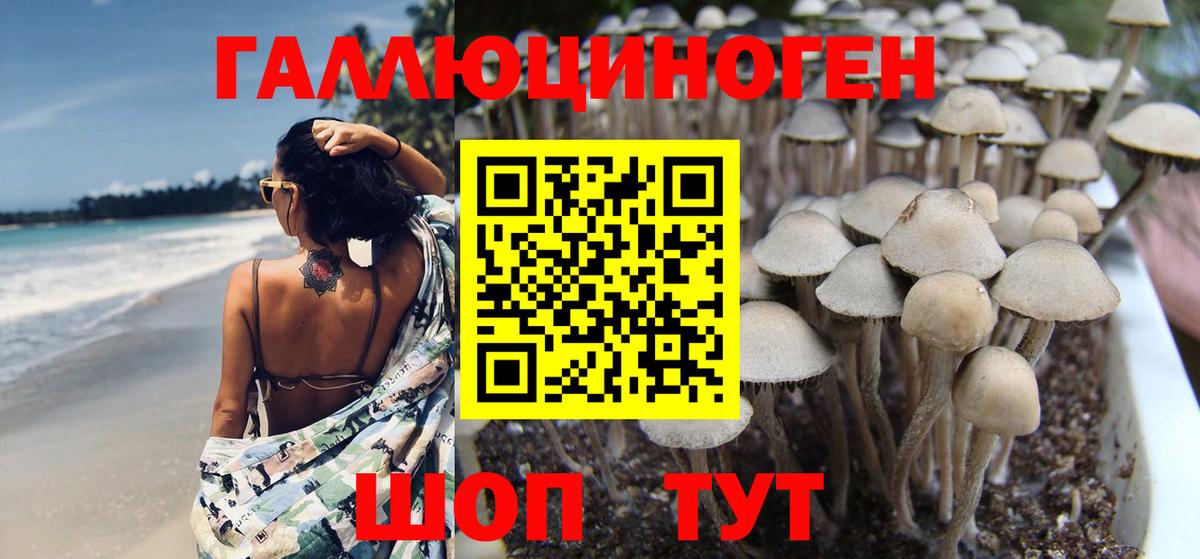 Псилоцибиновые грибы GOLDEN TEACHER Дивногорск